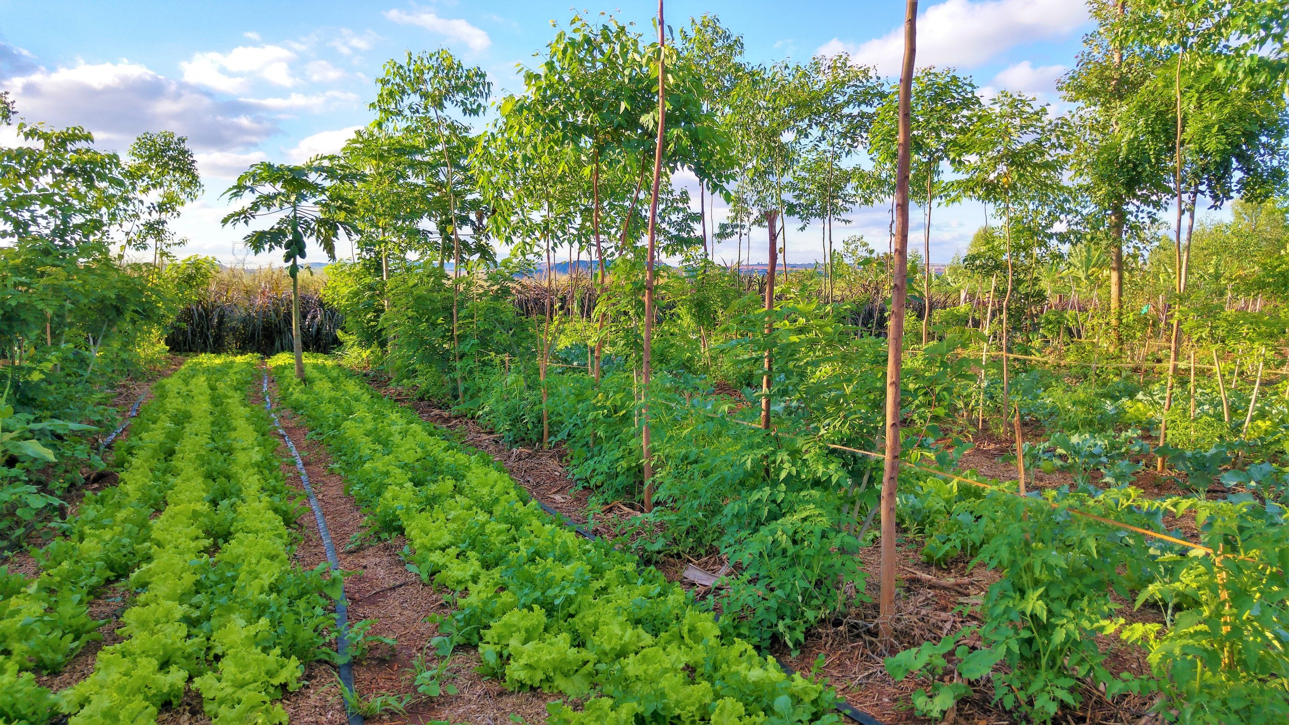 Agroforestry farm of vegetables and trees growing in rows