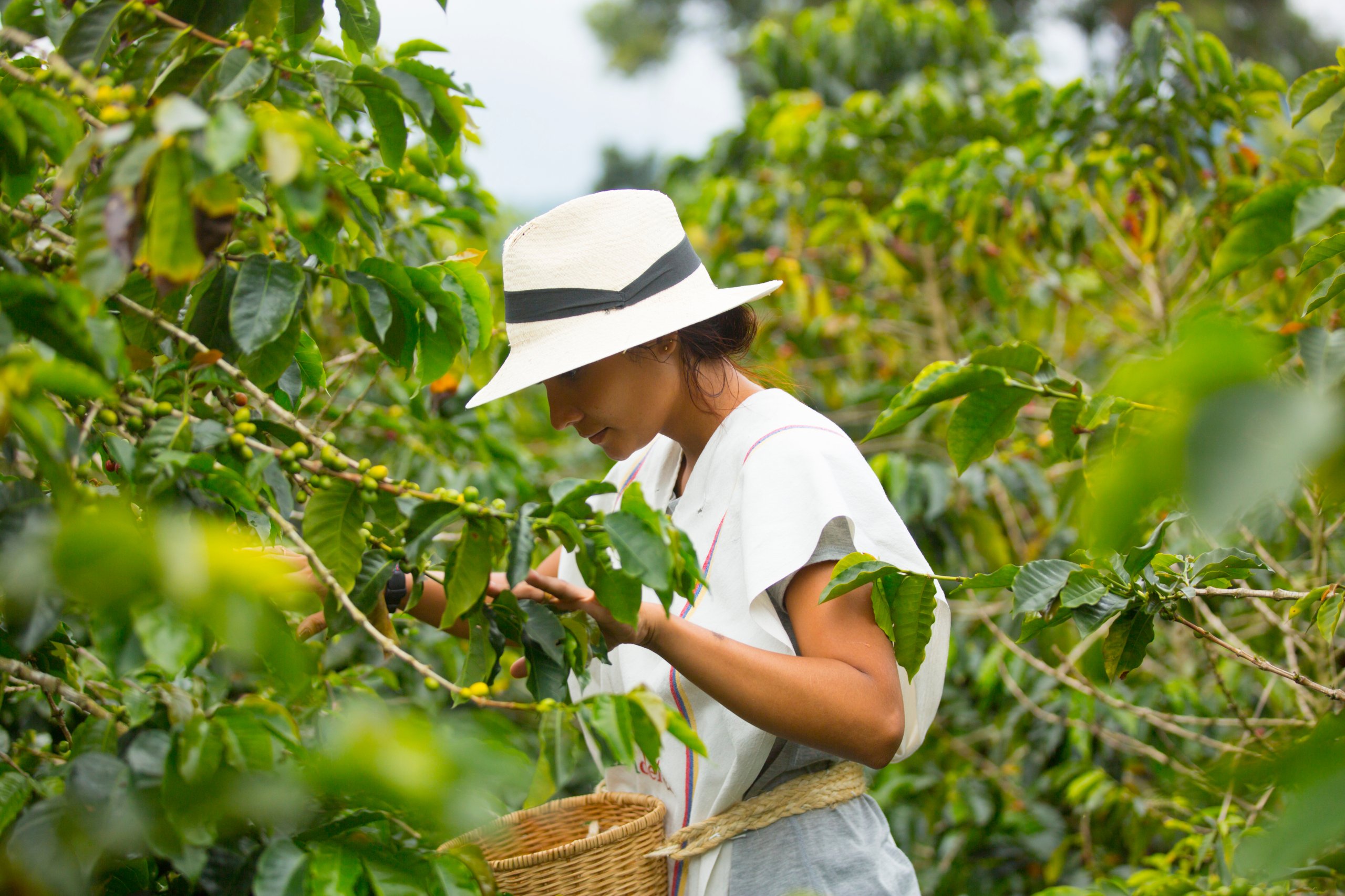 Agroforestry solutions in a coffee farm