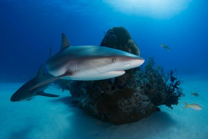 A couple Caribbean reef sharks glide through the clear water of Grand Bahama island against the backdrop of a sandy ocean for and a small coral reef.