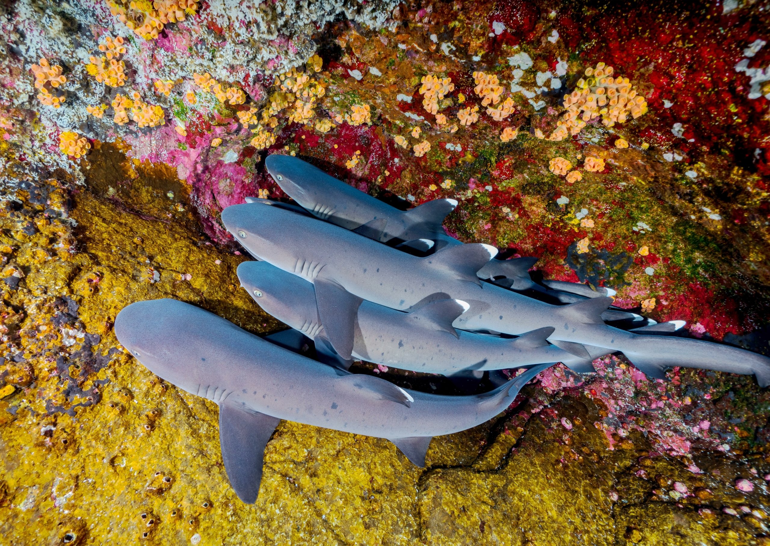 Shark reporting checklist article. A school of sharks swim closely together above a multicoloured reef. at UNESCO World Heritage Site Revillagigedo Islands in Mexico.