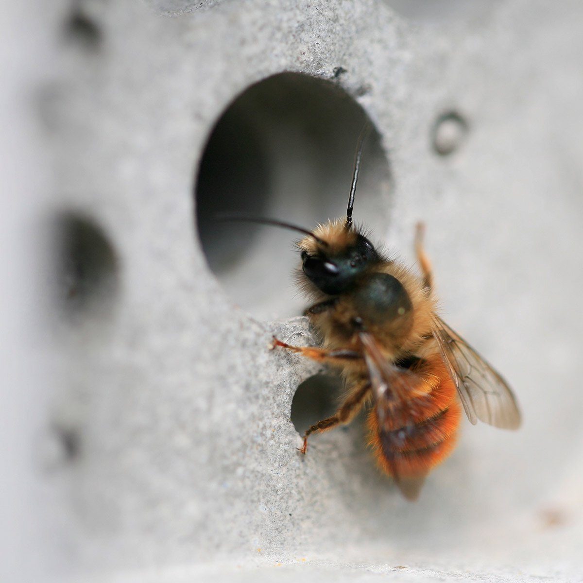 A solitary bee climbs into the prefabricated hole of a concrete Bee Brick