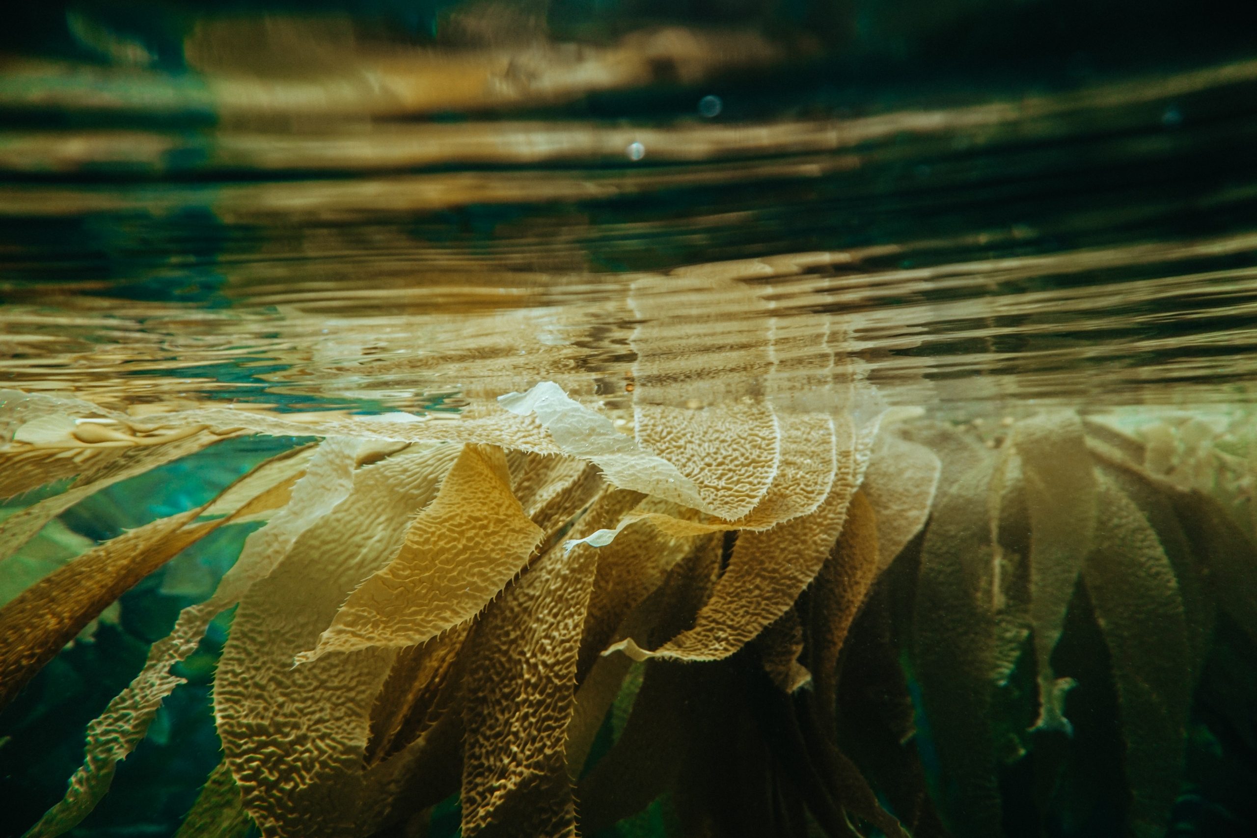 Several dozen blades of kelp seaweed seen from underneath as they float beneath the surface of clear, rippling water