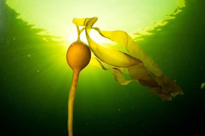 A kelp stalk and bulb from which grow several ribbon-like blades of seaweed against a green watery background with a glowing source of light top-center frame