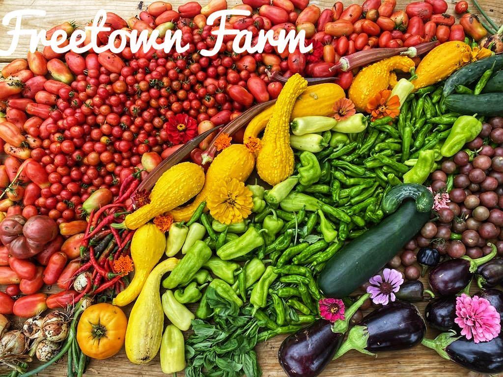 Vegetable produce from Freetown Farm - a rainbow-coloured display of various types of red tomatoes and red peppers and chiles, yellow squash, tomatoes and flowers, green peppers, chiles and courgettes, purple tomatoes, eggplants and flowers on a wooden table with the caption Freetown Farm